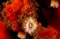 Caryophyllia inornata